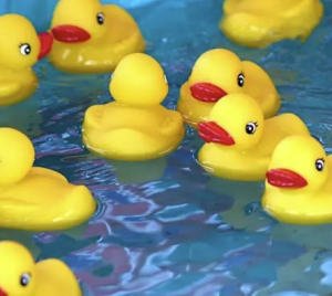 floating pool of rubber ducks