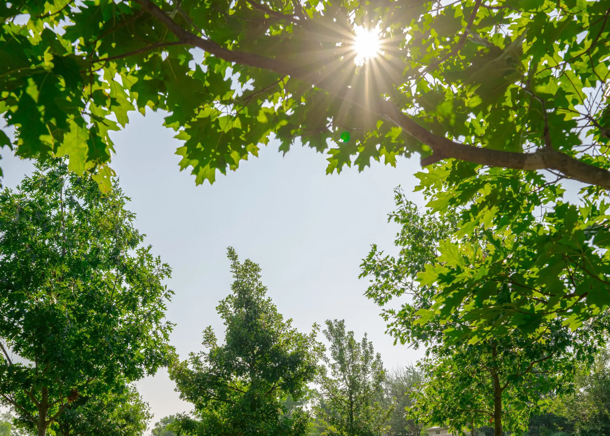Снимка на дърветата с прозиращо през листата слънце