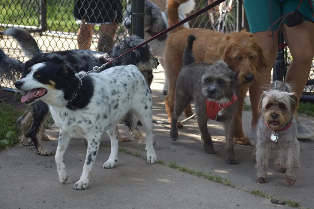 Freedom Run Dog Park