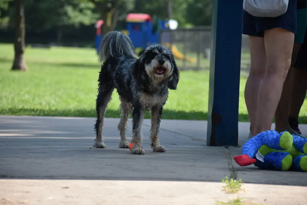 Freedom Run Dog Park