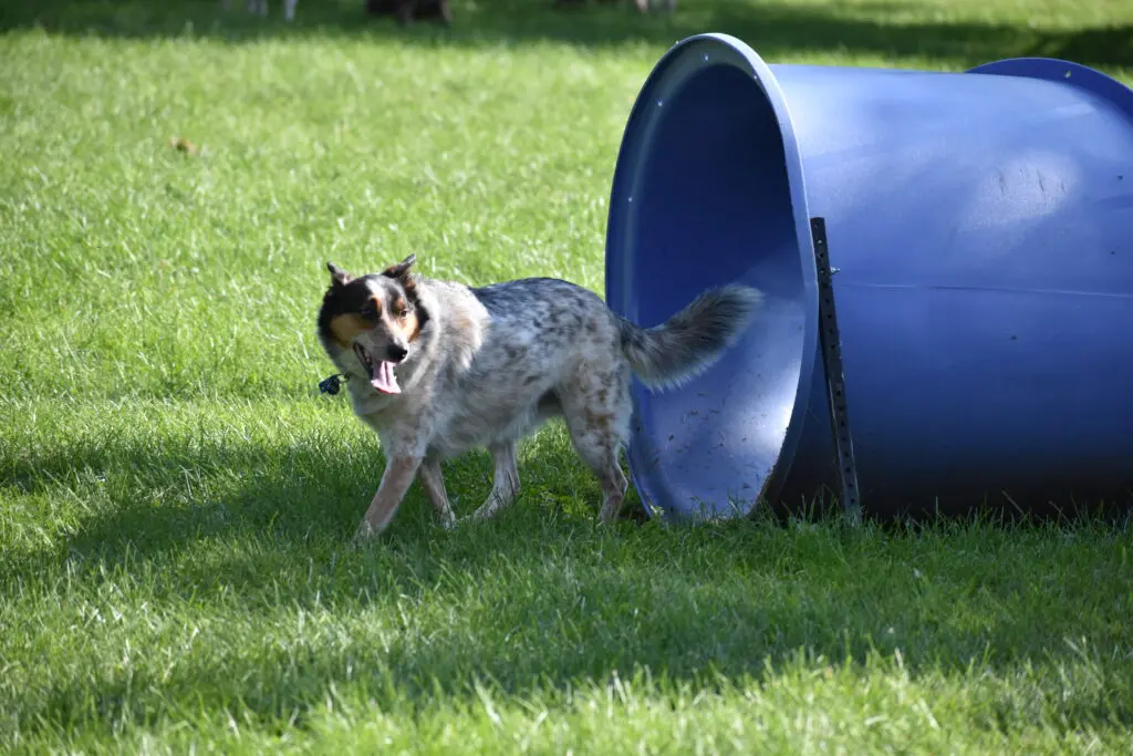 Freedom Run Dog Park