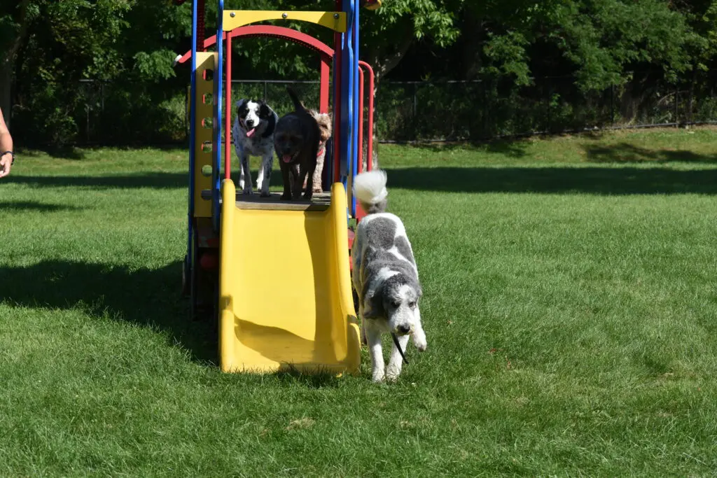 Freedom Run Dog Park