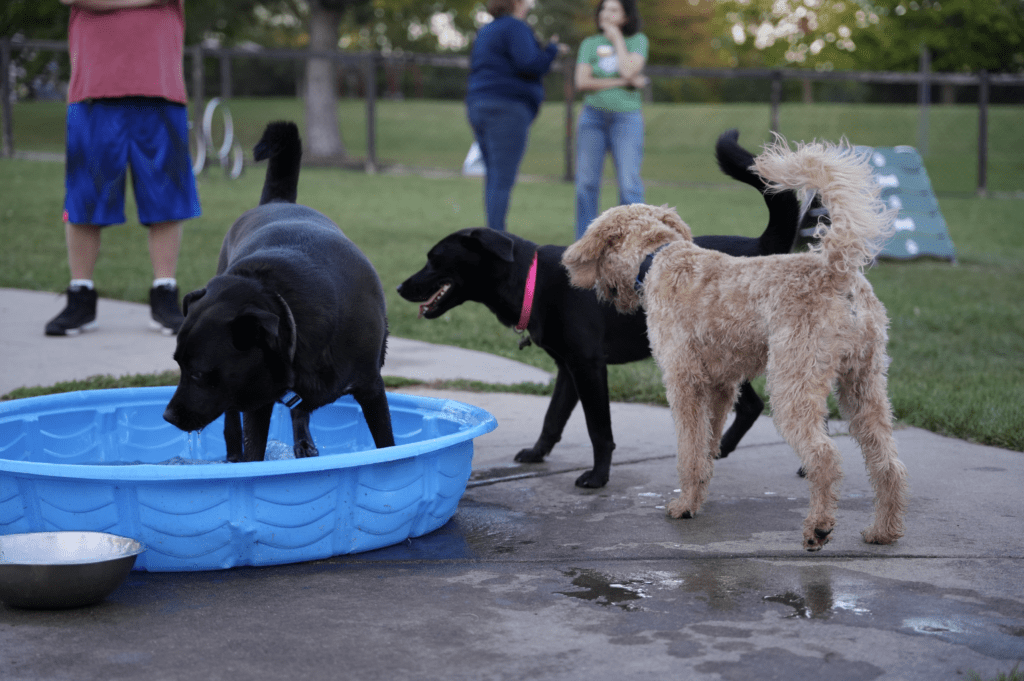 Dog Park Dogs