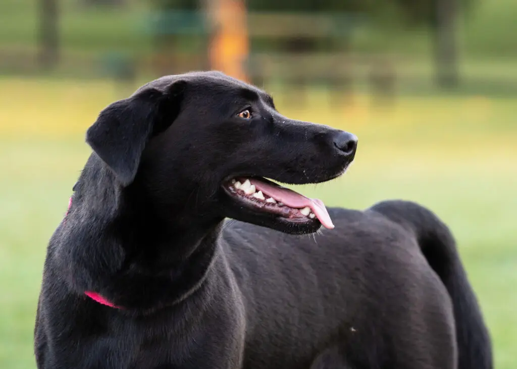 dog-black-lab