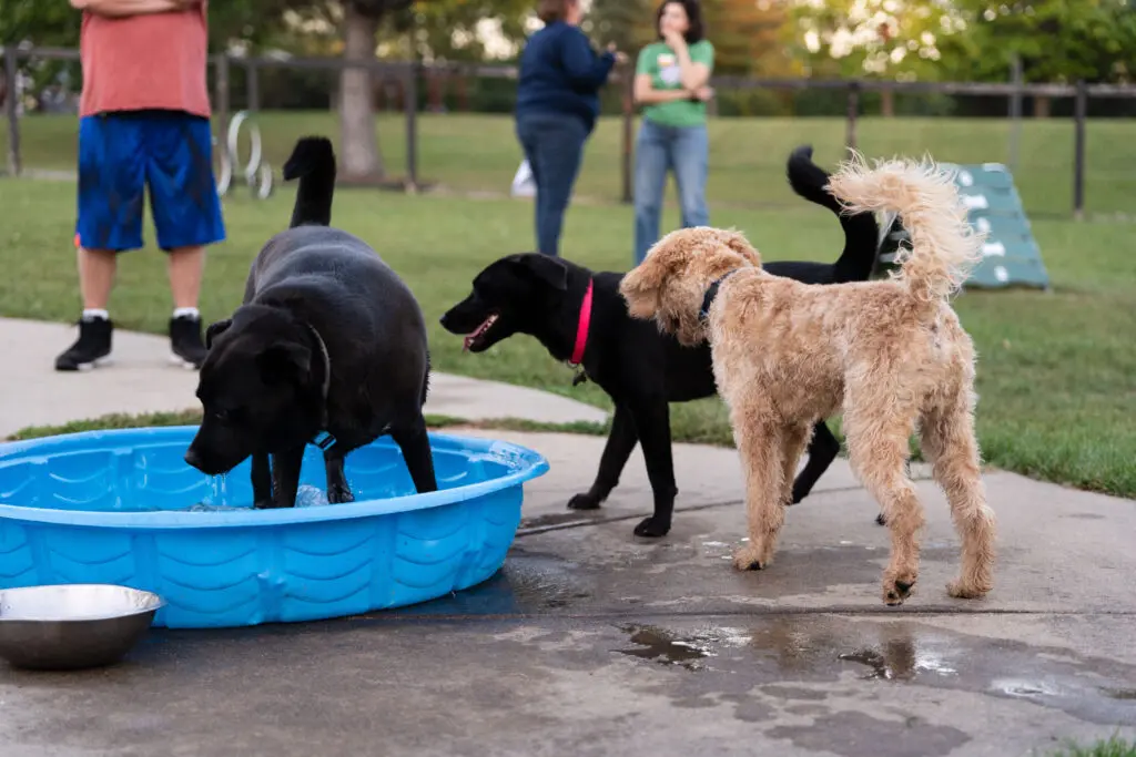 dogs playing at dog park