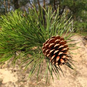 Pitch Pine