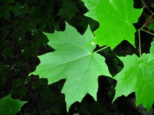 Sugar Maple Leaves