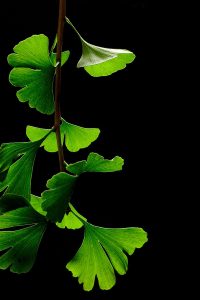 Ginkgo Leaves