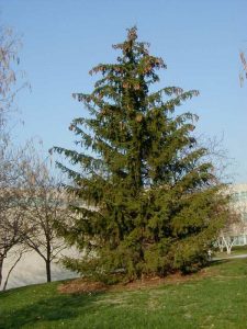 Norway Spruce