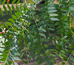 Thornless Honey Locust