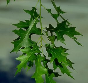 Pin Oak Leaves