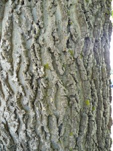 Common Hackberry