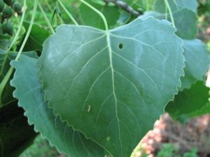 Eastern Cottonwood