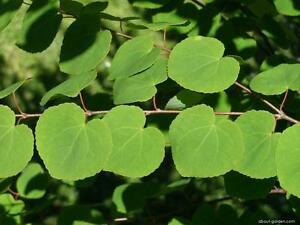 Katsura Tree