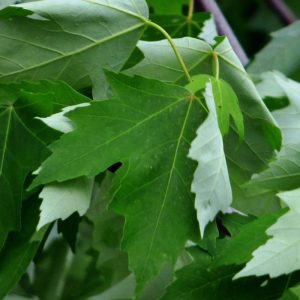 Silver Maple Leaf