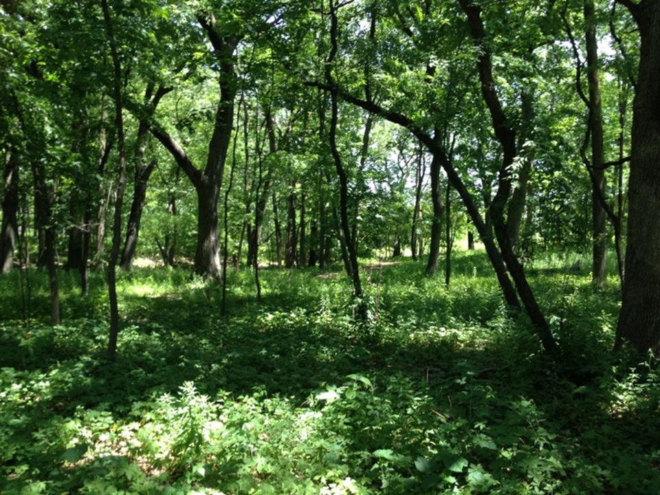 Tall Oaks Park Hoffman Estates Park District