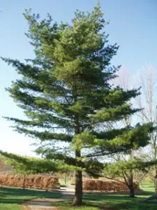 Eastern White Pine
