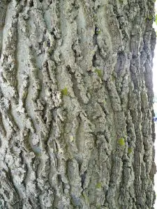 Northern Hackberry
